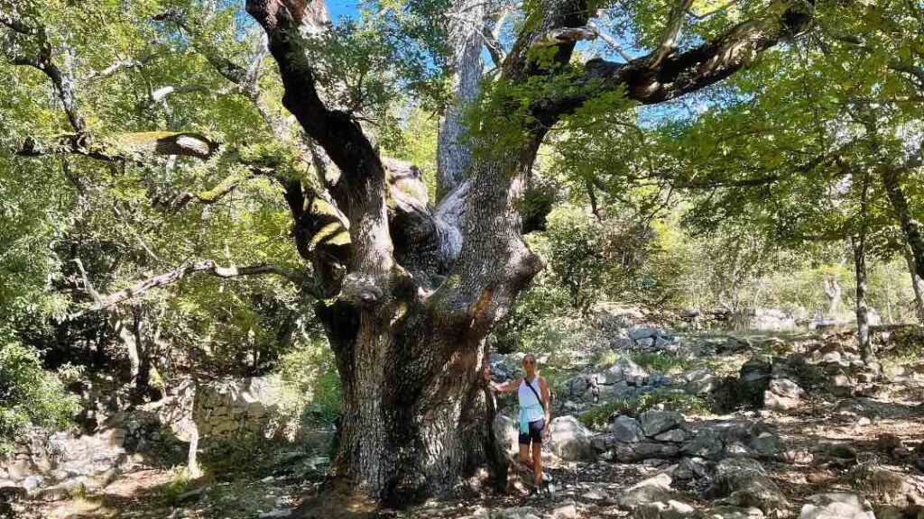 The giant oak tree on the way to Baou de la Gaude