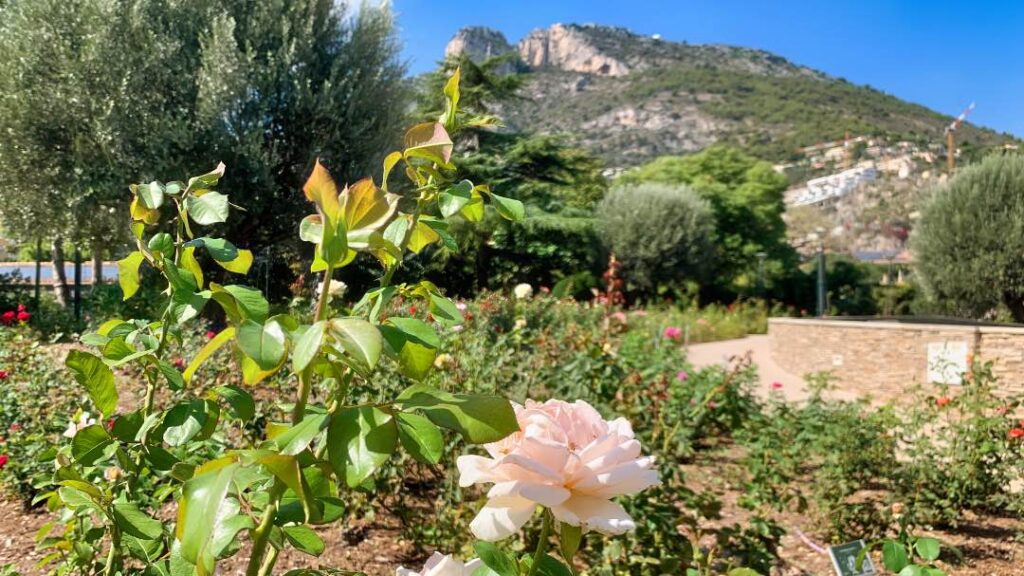 Une rose blanche dans la Rosaraie Prinsesse Grace à Monaco